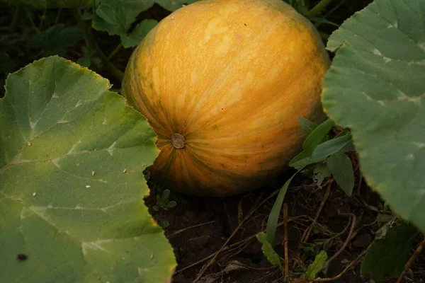 Stock image Ripe juicy organic melon close-up