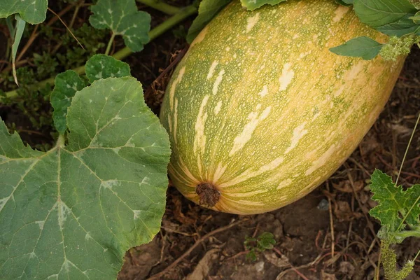 stock image Ripe juicy organic melon close-up