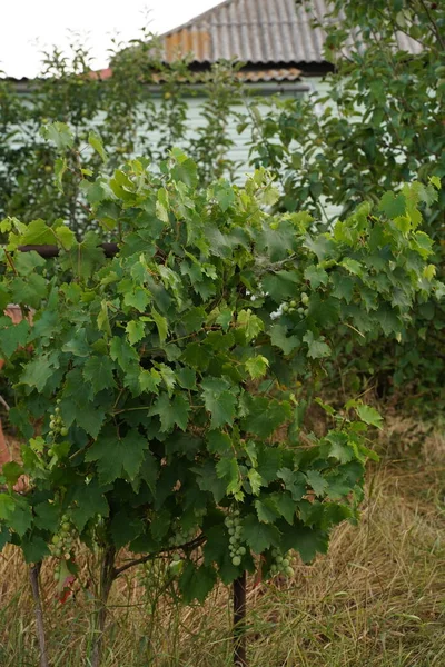 Krzew Winogron Opuszczonej Wiosce — Zdjęcie stockowe