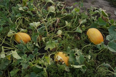 Çiftçi tarlasında sulu sarı kavunlar, üst manzara.