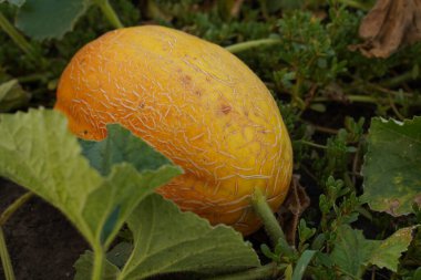 Tarlada yetişen taze sulu kavun. Tarlada kavun. Üst görünüm, yakın çekim