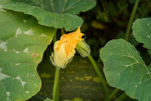 Великі Закриті Апельсинові Квіти Кабачків Який Фокус — стокове фото