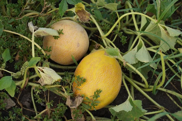 Melones Jugosos Campo Del Granjero Vista Superior —  Fotos de Stock