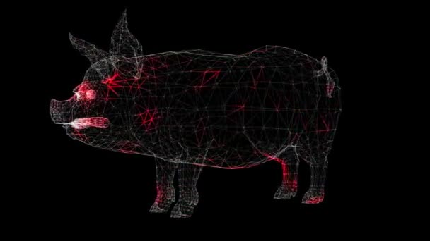 Поширення Вірусу Шляхом Обертання Ємного Тіла Свинячого Монохрому Чорному Тлі — стокове відео