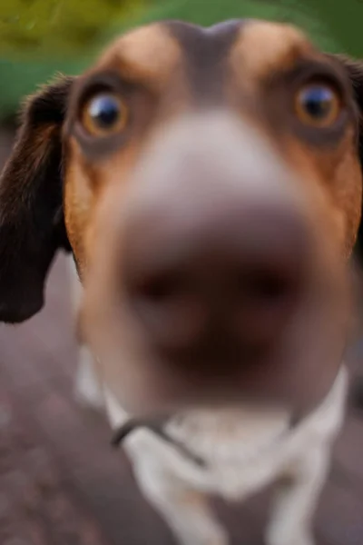Dog Face Nose Close Camera Lens Defocused Soft Focus Closeup — Stock Photo, Image