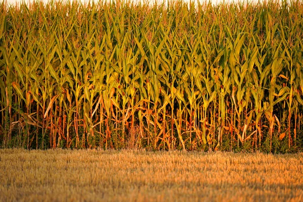 Kornfeld Schlanke Reihen Von Reifem Mais Bio Feld Gesamtplan — Stockfoto