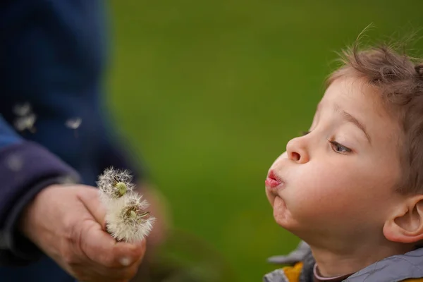 Cute Boy Blowing Dandelions Very Close Genuine Children Emotions — Stock Photo, Image