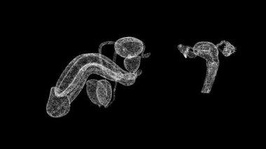 Üç boyutlu erkek ve kadın üreme organları siyah bg üzerinde döner. Üreme sistemi insan vücudu. Nesne titreşen parçacıkları eritti. Bilimsel tıbbi konsept. Başlık, metin, sunum için. 3D animasyon 60 FPS