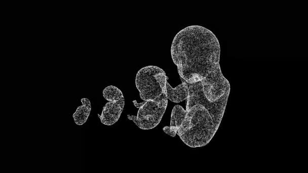 Menschlicher Embryo Rotiert Auf Schwarzem Grund Die Entwicklung Des Menschlichen — Stockvideo