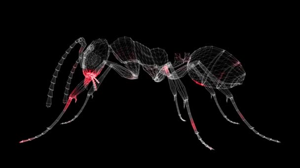 黒い背景に昆虫の3Dボディを通してウイルスの広がり 動物や昆虫による感染拡大 体内のウイルスの視覚的なデモンストレーション 科学医学の概念 Fps 3Dアニメーション — ストック動画