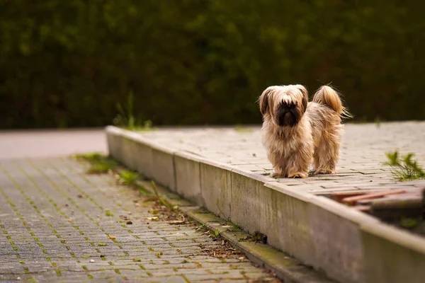 Симпатичная Пушистая Собака Нетерпением Ждет Своего Хозяина Сидящая Пушистая Светло — стоковое фото