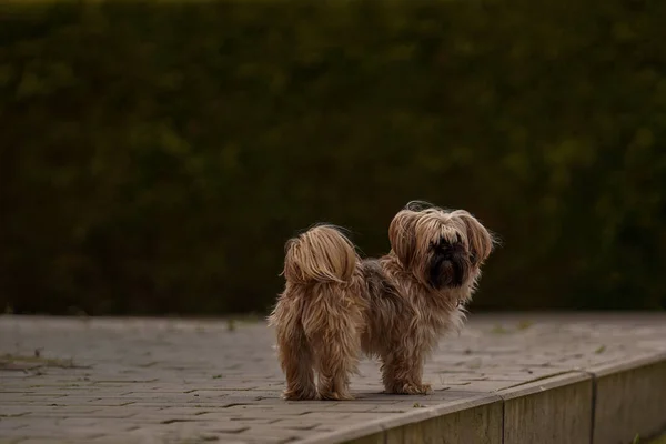 Lindo Perro Esponjoso Está Espera Propietario Precioso Perro Mullido Color —  Fotos de Stock