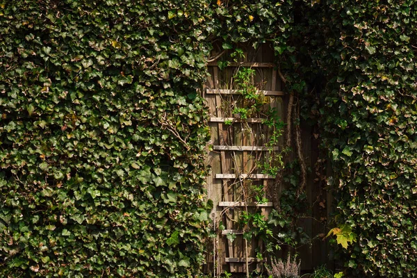 Una Misteriosa Puerta Cuento Hadas Jardín Verde Entre Follaje Del —  Fotos de Stock