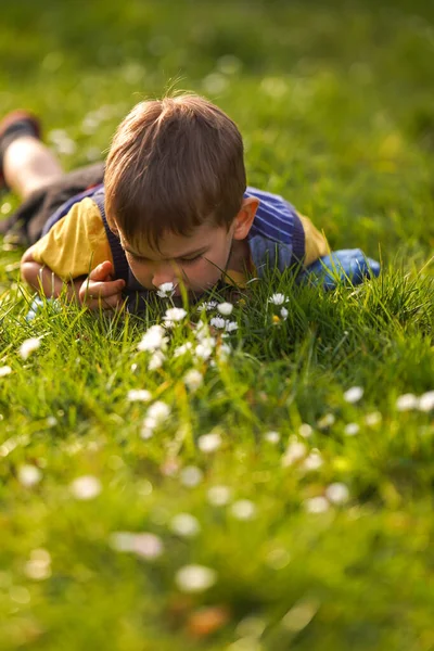 Malý Chlapec Leží Trávě Louce Čichá Sedmikrásky Šťastná Letní Dovolená — Stock fotografie