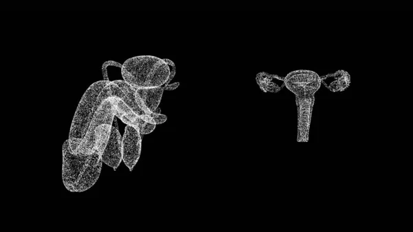 3D男性和女性生殖器在黑色Bg上 生殖系统人体 物体溶解闪烁的粒子 科学医学概念 3D动画 — 图库照片