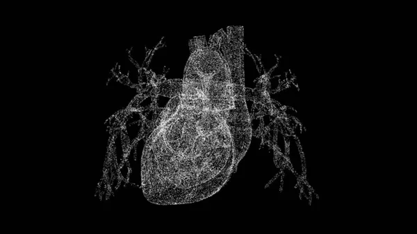 Siyah Üzerinde Boyutlu Insan Kalbi Kardiyovasküler Sistem Insan Vücudu Nesne — Stok fotoğraf