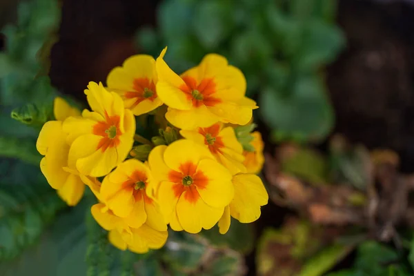 Gelbe Frühlingsblume Frühlingsstimmung Floraler Hintergrund Weicher Fokus — Stockfoto