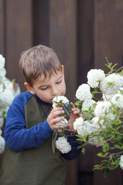 可爱的男孩嗅着华丽的白花 — 图库照片