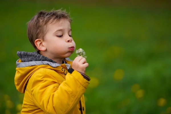 Roztomilý Chlapec Prochází Zeleným Polem Fouká Pampelišku Šťastné Bezstarostné Dětství — Stock fotografie