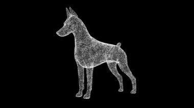 3D köpek Doberman siyah arka planda dönüyor. Parlayan parçacıklardan yapılmış bir nesne. Evcil hayvan bakım konsepti. Başlık, metin, sunum için. 3D animasyon 60 FPS