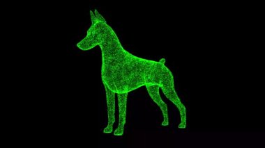 3D köpek Doberman siyah arka planda dönüyor. Parlayan parçacıklardan yapılmış bir nesne. Evcil hayvan bakım konsepti. Başlık, metin, sunum için. 3D animasyon 60 FPS