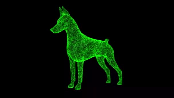 3D犬ドバーマンは黒い背景で回転します 光る粒子でできた物体 ペットケアの概念 タイトル テキスト プレゼンテーションのために 3Dアニメーション60 Fps — ストック動画