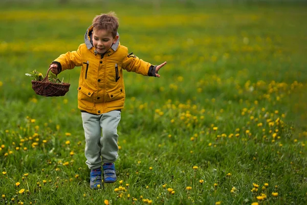Boy Basket Full Dandelions Runs Jumps Grass Happy Smiling Boy — Stock Photo, Image