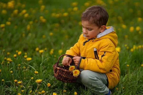 可爱的小男孩坐在草地上的田里 把蒲公英放进篮子里 — 图库照片