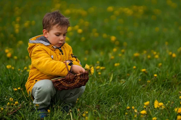 Chlapec Sbírá Mladé Pampelišky Květiny Košíku Slunečného Dne Zdravý Životní — Stock fotografie