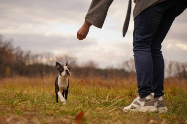 Hanımefendi, elini uzatarak köpeğini çağırıyor. Sadece sahibinin ve köpeğin elleri ve ayakları görünür.