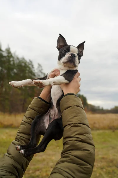 Leuke Franse Bulldog Handen Van Eigenaar Tegen Lucht Handen Van — Stockfoto