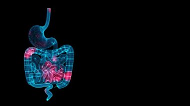 Gastrointestinal tarama. Organ Tarama Arayüzü. Mide analizi. Gastrobağırsak sisteminde sıcaklık ve acı yayılmış. Tıbbi Bilimler Anatomisi. 3D animasyon 60 FPS