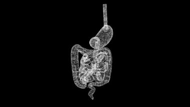 Üç boyutlu mide ve bağırsaklar siyah bg üzerinde döner. İnsan sindirim sistemi. Bilimsel tıbbi konsept. Başlık, metin, sunum için. Nesne titreşen parçacıkları eritti. 3D animasyon 60 FPS