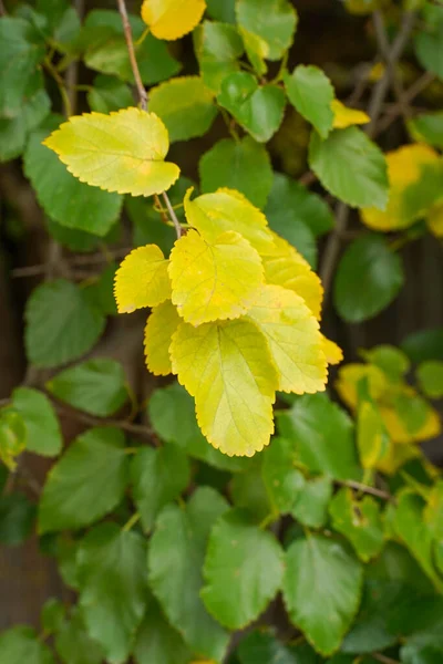 Algumas Folhas Amarelas Contra Fundo Muitas Folhas Verdes Conceito Superdotação — Fotografia de Stock