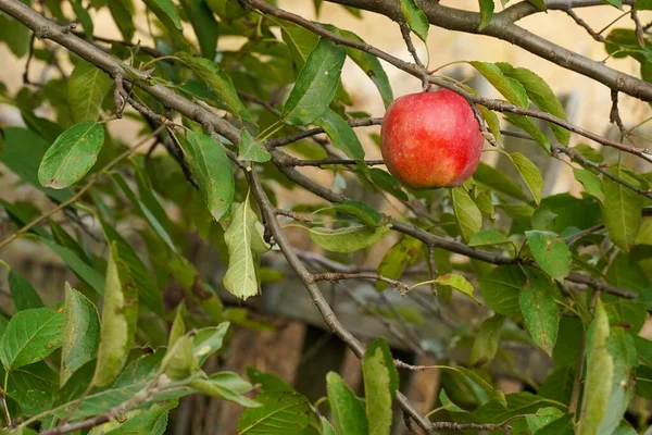 Lone Red Ripe Apple Hangs Branch — Stock Photo, Image