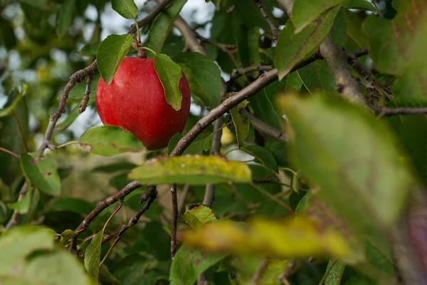 Samotne Czerwone Dojrzałe Jabłko Wisi Gałęzi — Zdjęcie stockowe