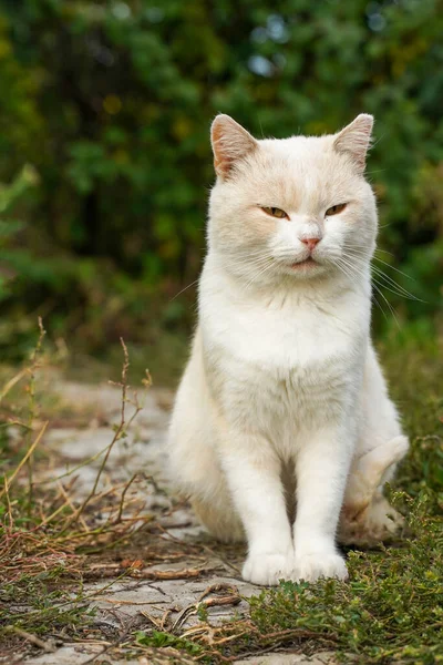 Seekor Kucing Berbulu Licik Duduk Alam — Stok Foto