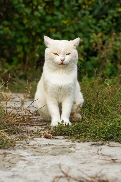 Przebiegły Puszysty Kot Siedzi Uśmiecha Się — Zdjęcie stockowe