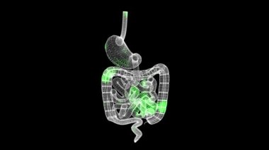 Gastrointestinal bölgenin 3 boyutlu tedavisi. Mideyi tedavi etme süreci. İyileşme ve tedavi kavramı. İnsan iç mide anatomisinin tedavisi. 3D animasyon 60 FPS
