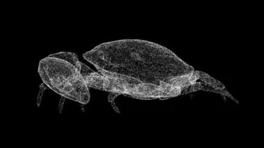 Üç boyutlu yengeç siyah bg üzerinde döner. Vahşi hayvanlar konsepti. Çevrenin korunması. Başlık, metin, sunum için. Parlayan parçacıklardan yapılmış bir nesne. 3D animasyon 60 FPS