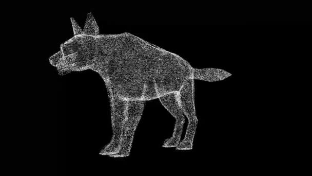 Hyena以黑色Bg旋转 野生动物的概念 环境保护 动物园的概念 用闪光的粒子制成的物体 3D动画60 Fps — 图库视频影像