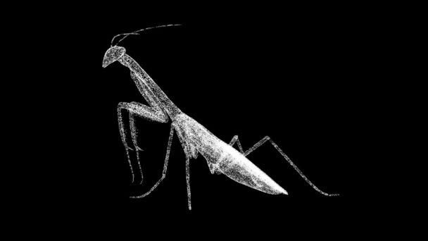 Boyutlu Peygamberdevesi Siyah Üzerinde Döner Peygamber Böceği Vahşi Hayvanlar Konsepti — Stok video