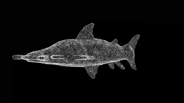 Kalapácsfejű Cápa Forog Fekete Vadállatok Koncepciója Környezet Védelme Cím Szöveg — Stock videók