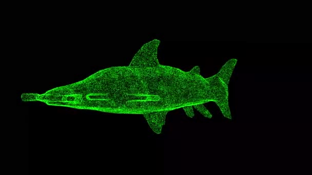 Hammerhead Shark Gira Preto Conceito Animais Selvagens Protecção Ambiente Para — Vídeo de Stock