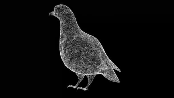 3D鳩は黒い袋を回転させます 鳥鳩は平和と繁栄の象徴です 野生動物の概念 環境の保護 タイトル テキスト プレゼンテーションのために 3Dアニメーション60 Fps — ストック動画