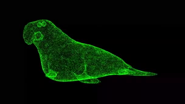 3D大象海豹在黑色方块上旋转 野生动物的概念 环境保护 用闪光的粒子制成的物体 3D动画60 Fps — 图库视频影像
