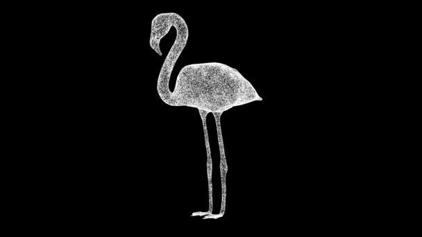 Flamingo Gira Sobre Negro Concepto Animales Salvajes Protección Del Medio — Vídeo de stock