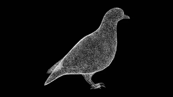 Dove Black Bird Pigeon Symbol Peace Prosperity Wild Animals Concept — Stock Photo, Image