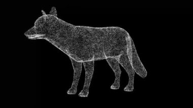 3 boyutlu tilki siyah bg üzerinde döner. Vahşi hayvanlar konsepti. Çevrenin korunması. Başlık, metin, sunum için. Parlayan parçacıklardan yapılmış bir nesne. 3D animasyon 60 FPS