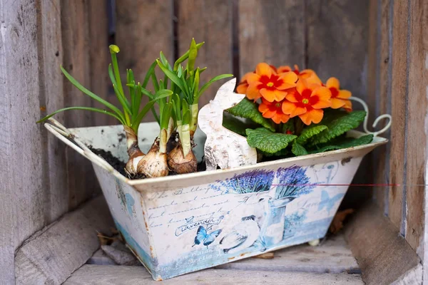 Accueil Mini Jardin Une Fleur Oignon Dans Vieux Pot Fer — Photo